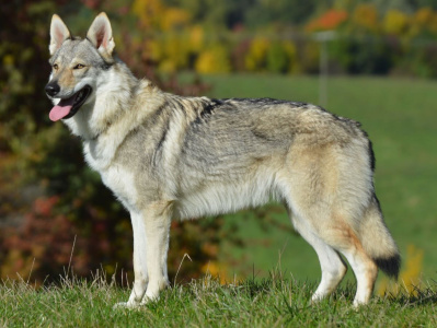 Yrga III od Úhoště